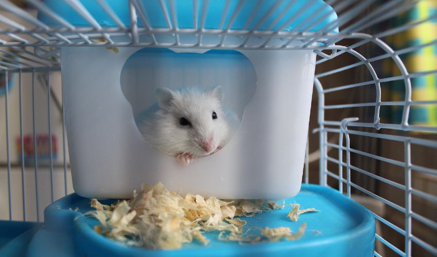 5 Essential Hamster Dental Care Tips for a Healthy and Happy Pet