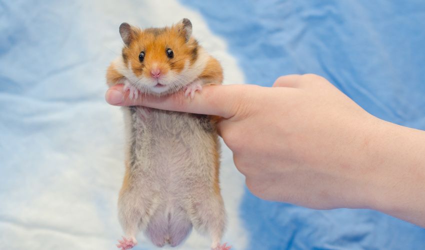 Understanding the Key Differences between Male and Female Hamsters