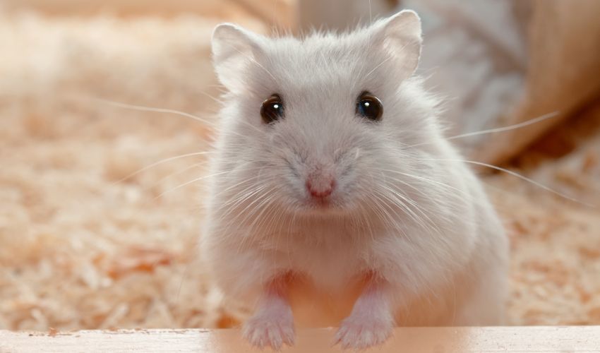 The Ultimate Guide to Finding the Best Hamster Food for Nutrition