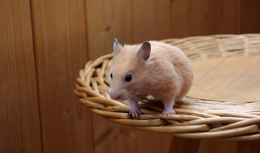 7 Expert Tips on How to Train Hamsters to Come When Called Like a Pro