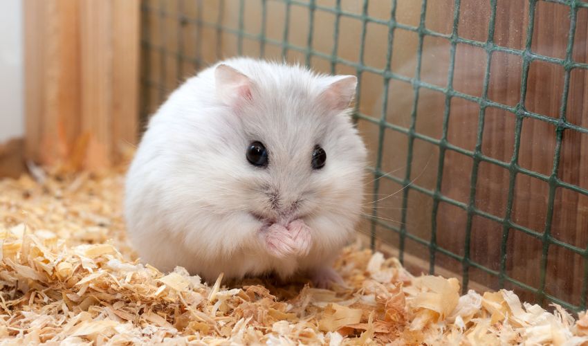 7 Safe and Effective Ways to Introduce Hamsters to Each Other