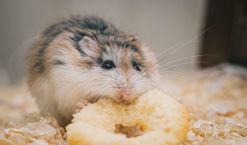 When to Change Hamster Bedding: A Complete Guide for Pet Owners